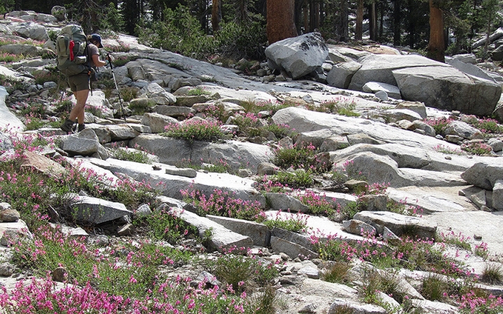 a person wearing a backpack and using trekking poles hikes along a rocky landscape dotted with pink wildflowers. 